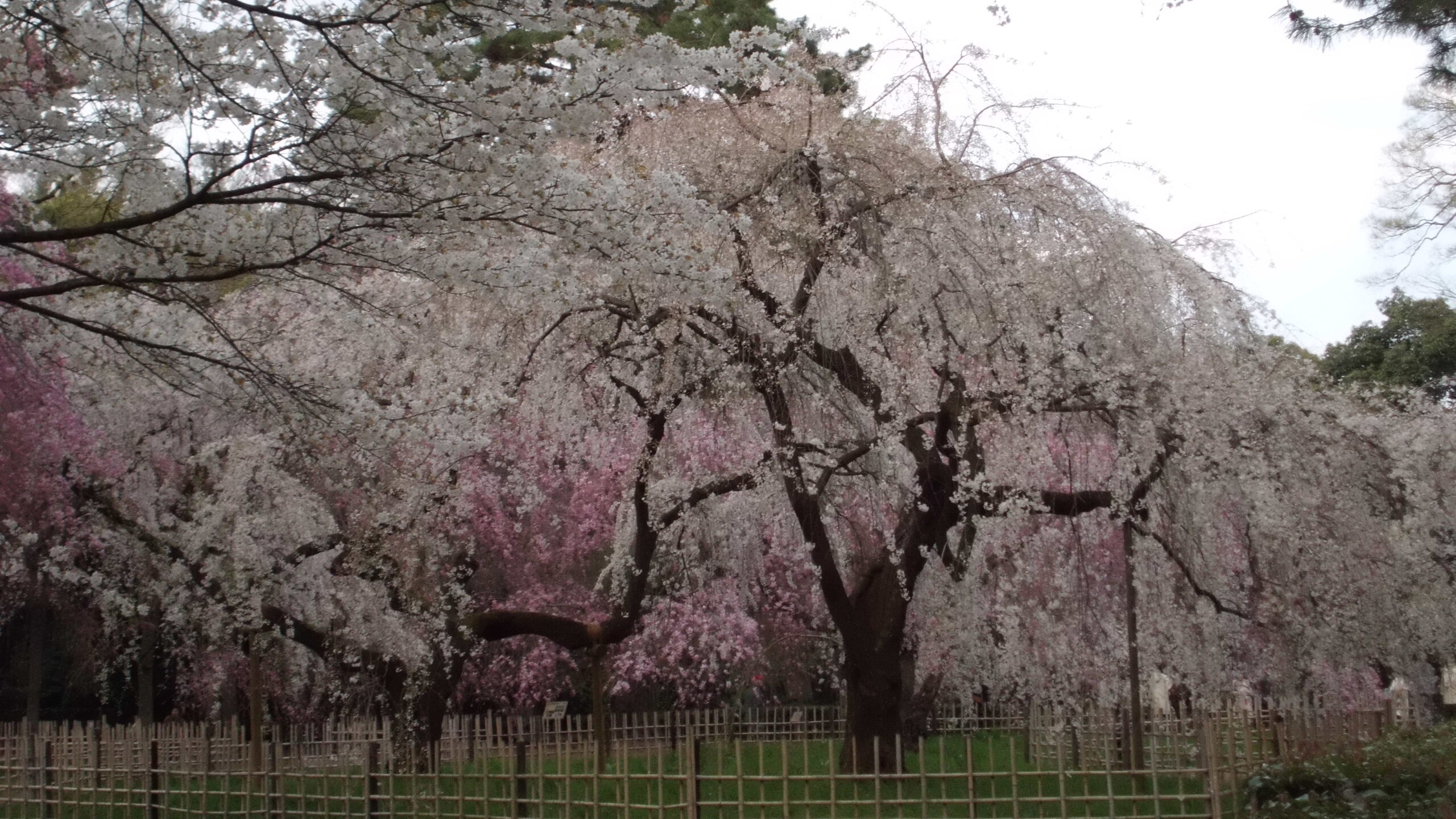 御所の桜